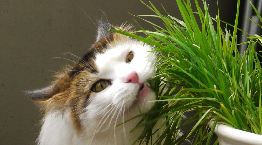 Cat grass growing in a small terracotta pot