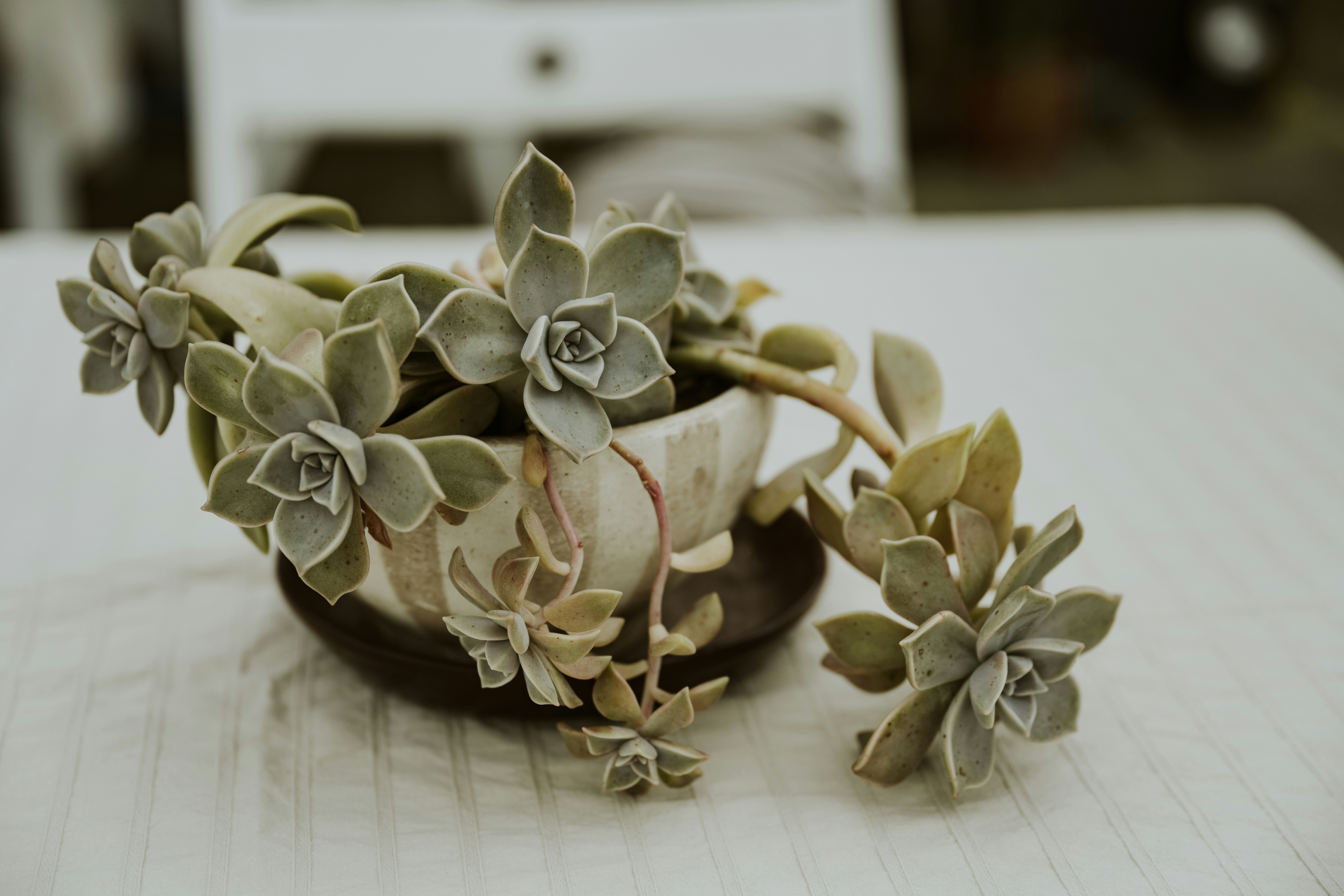 Decorative ceramic indoor planter with a houseplant