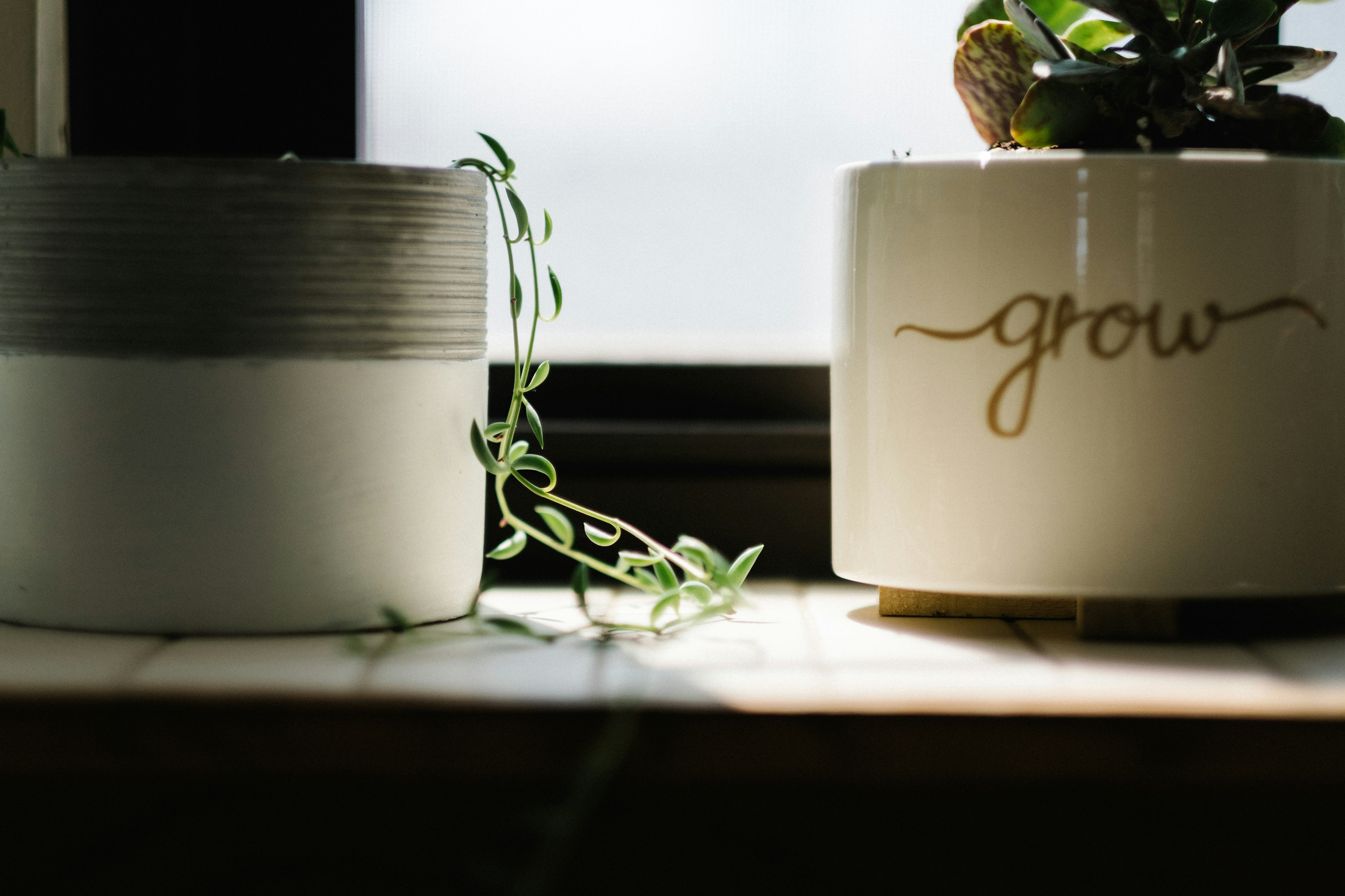 Indoor plants growing under LED grow lights