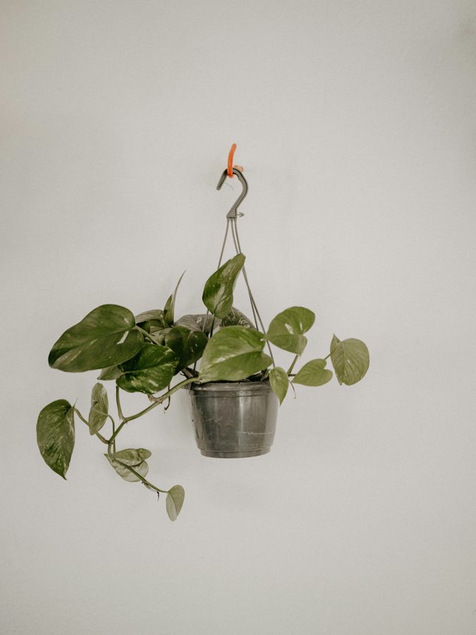 Hanging indoor planter near a bright window