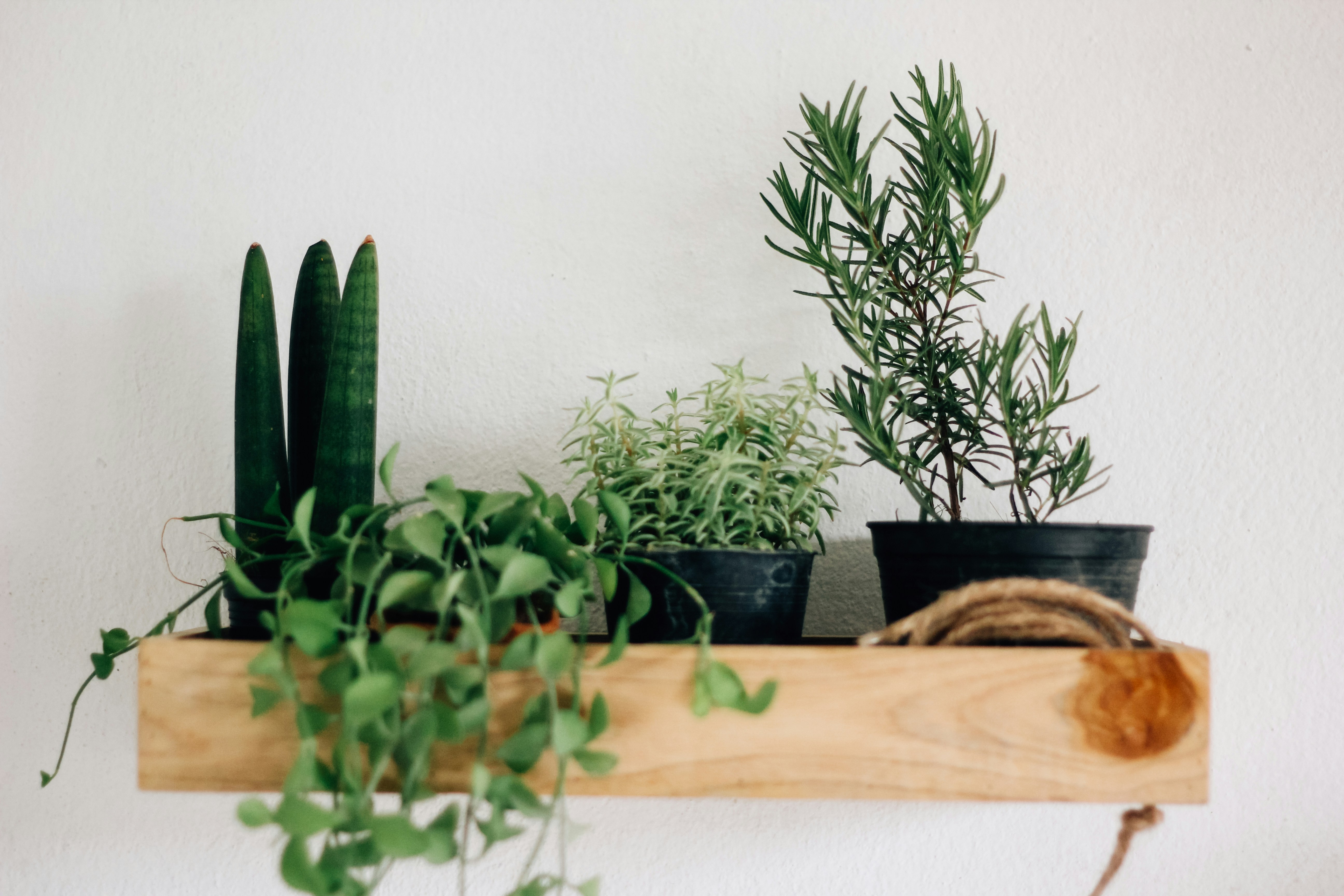 Floating wall shelf with potted houseplants