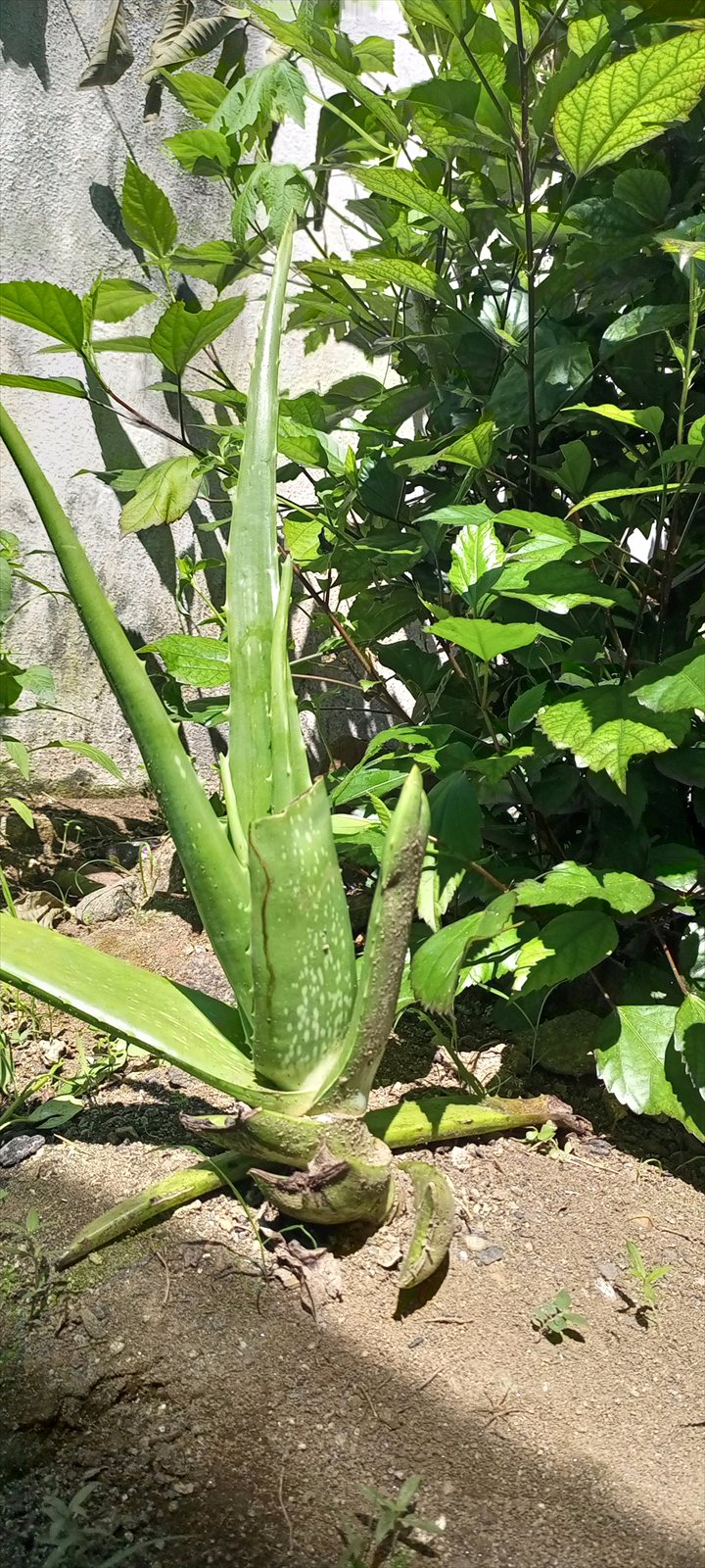 Aloe vera plant with thick pointed succulent leaves growing in a rosette.