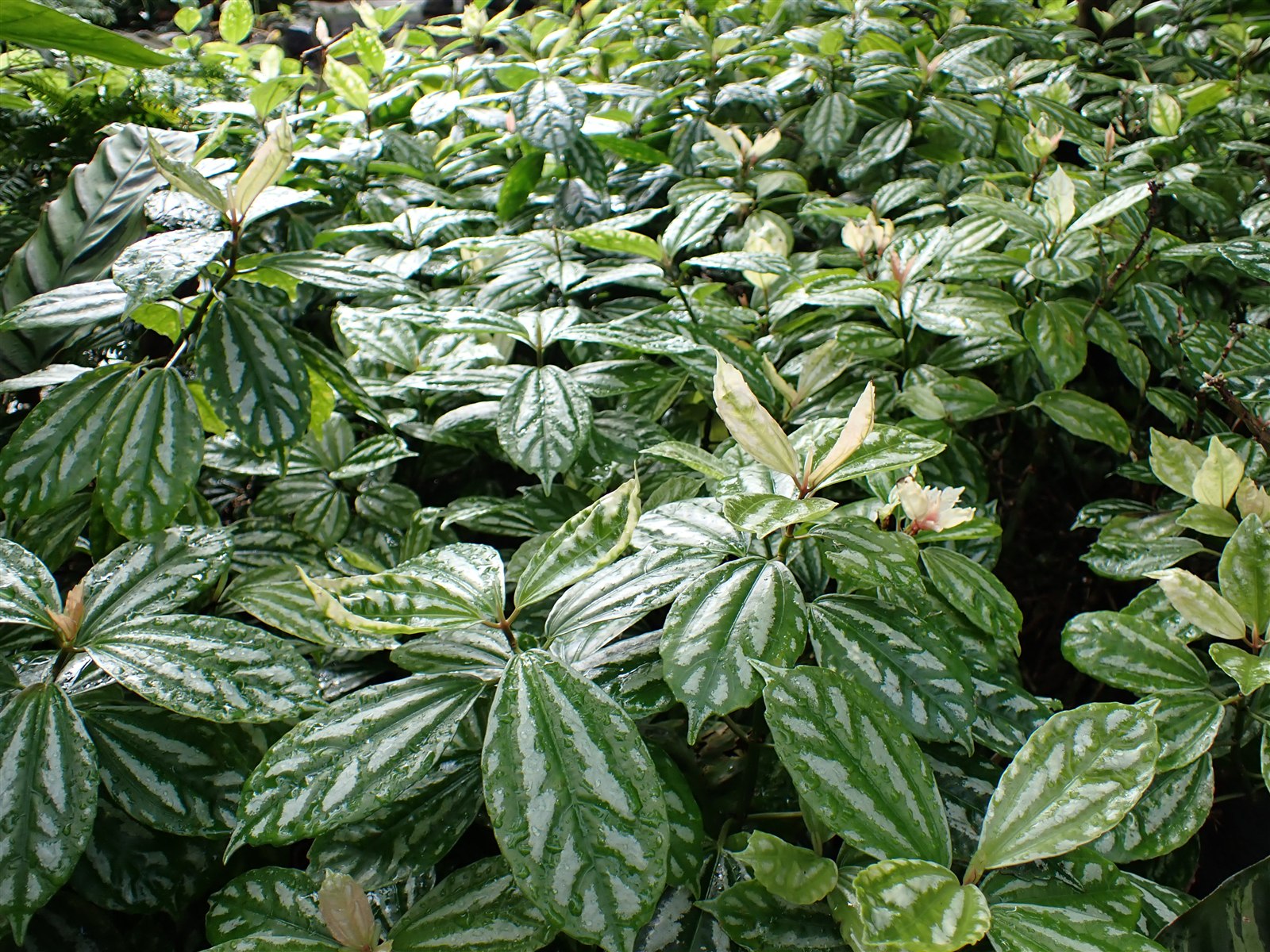 Aluminum plant, Pilea cadierei, with silver-patterned green leaves.