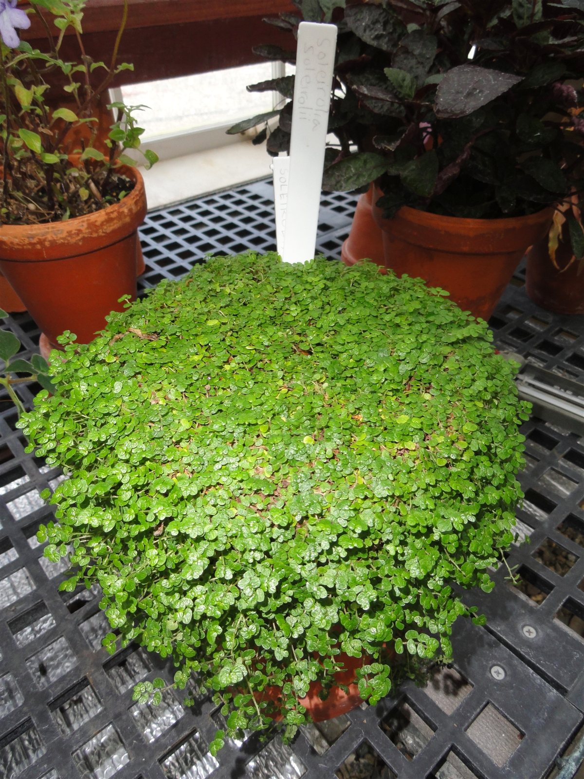 Soleirolia soleirolii Baby Tears growing in the Talcott Greenhouse.