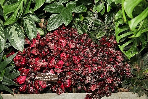 A compact mass of Iresine diffusa f. herbstii with red and burgundy patterned leaves.