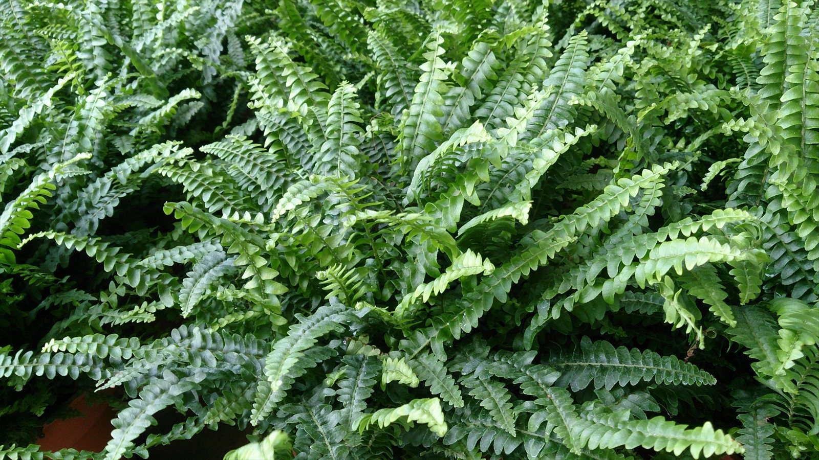 Boston fern, Nephrolepis exaltata, with dense arching green fronds.