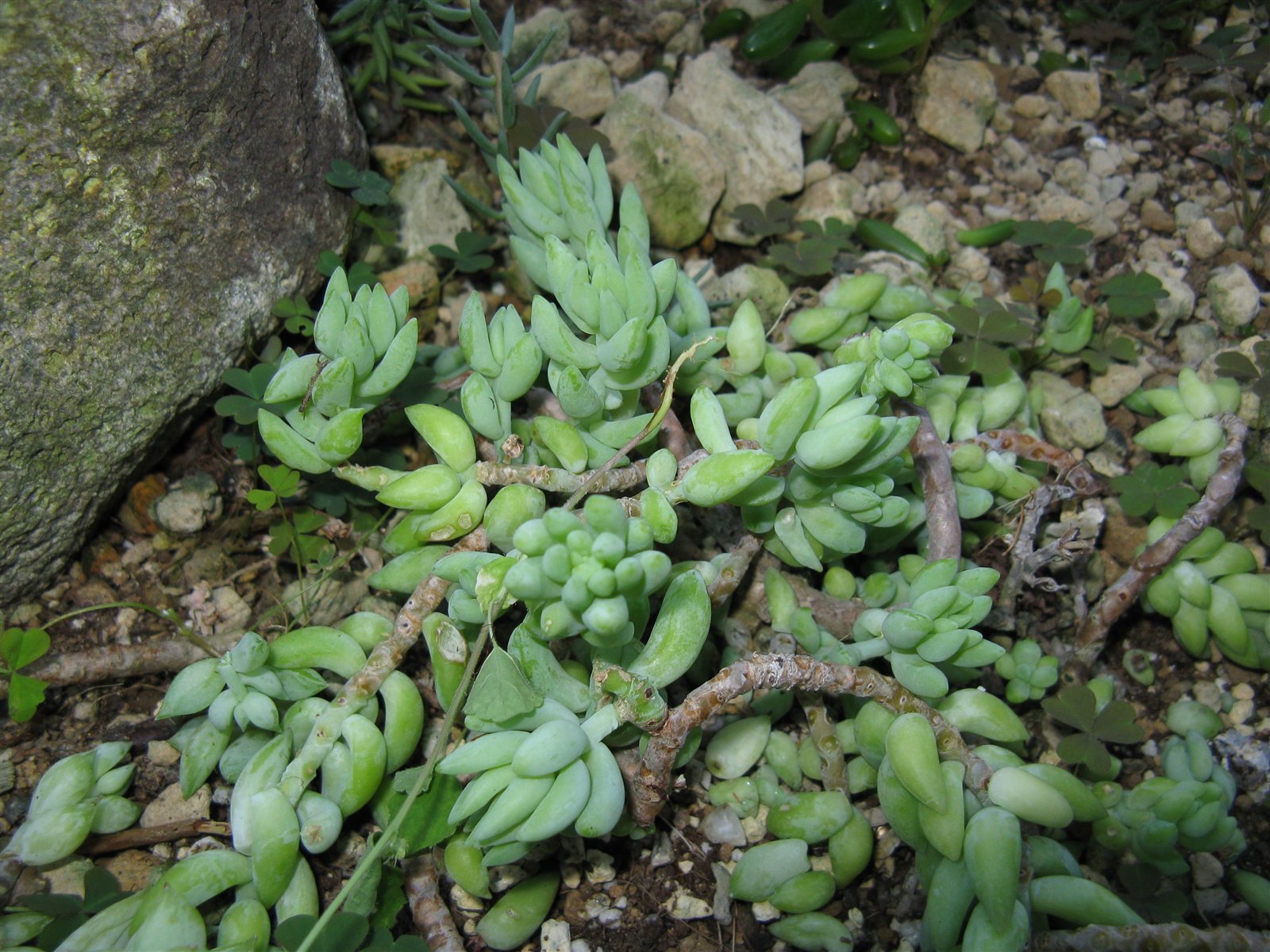 Sedum morganianum, Burro's Tail, at Osaka Prefectural Flower Garden.