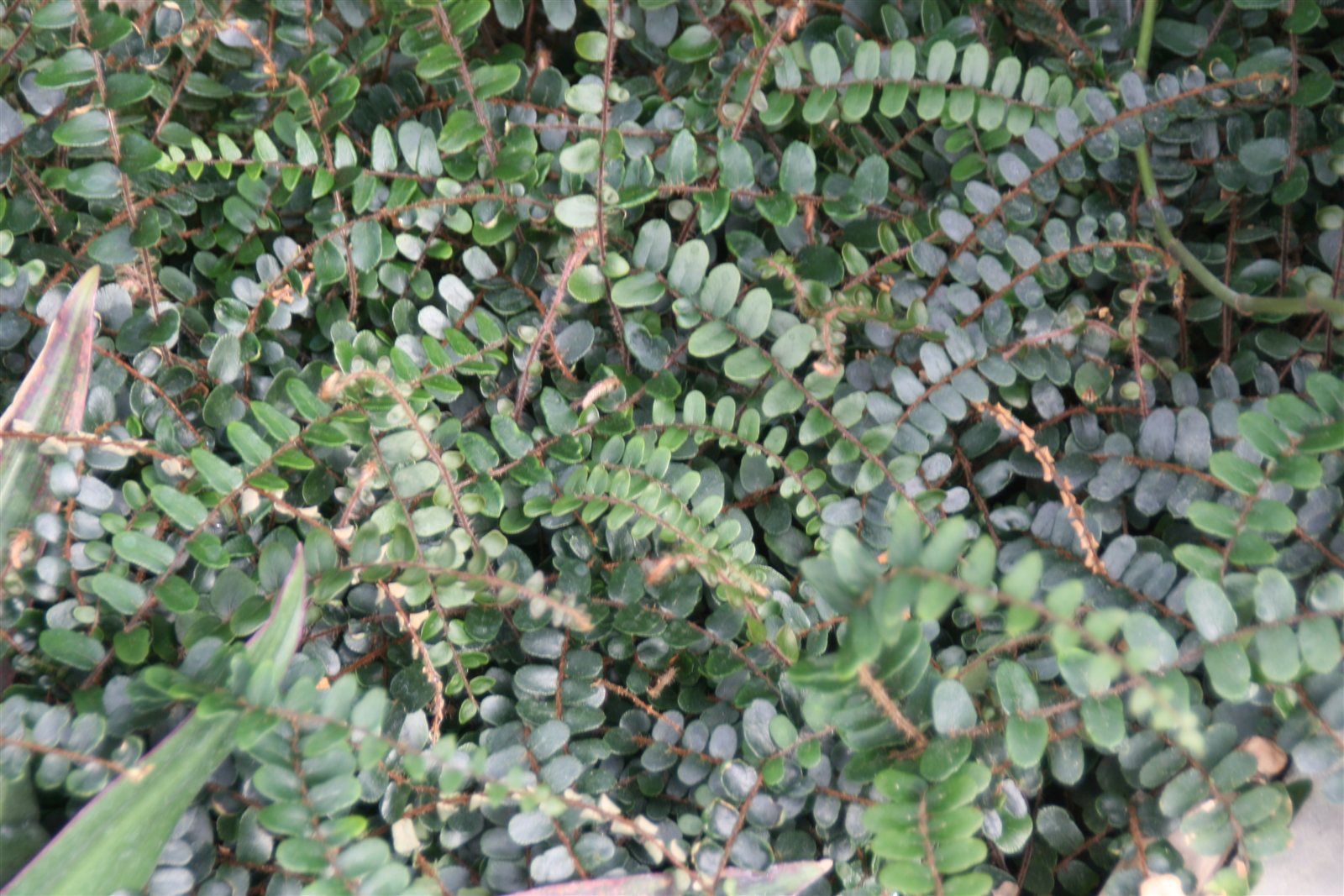 Button Fern, Hemionitis rotundifolia, photographed under the source name Pellaea rotundifolia.