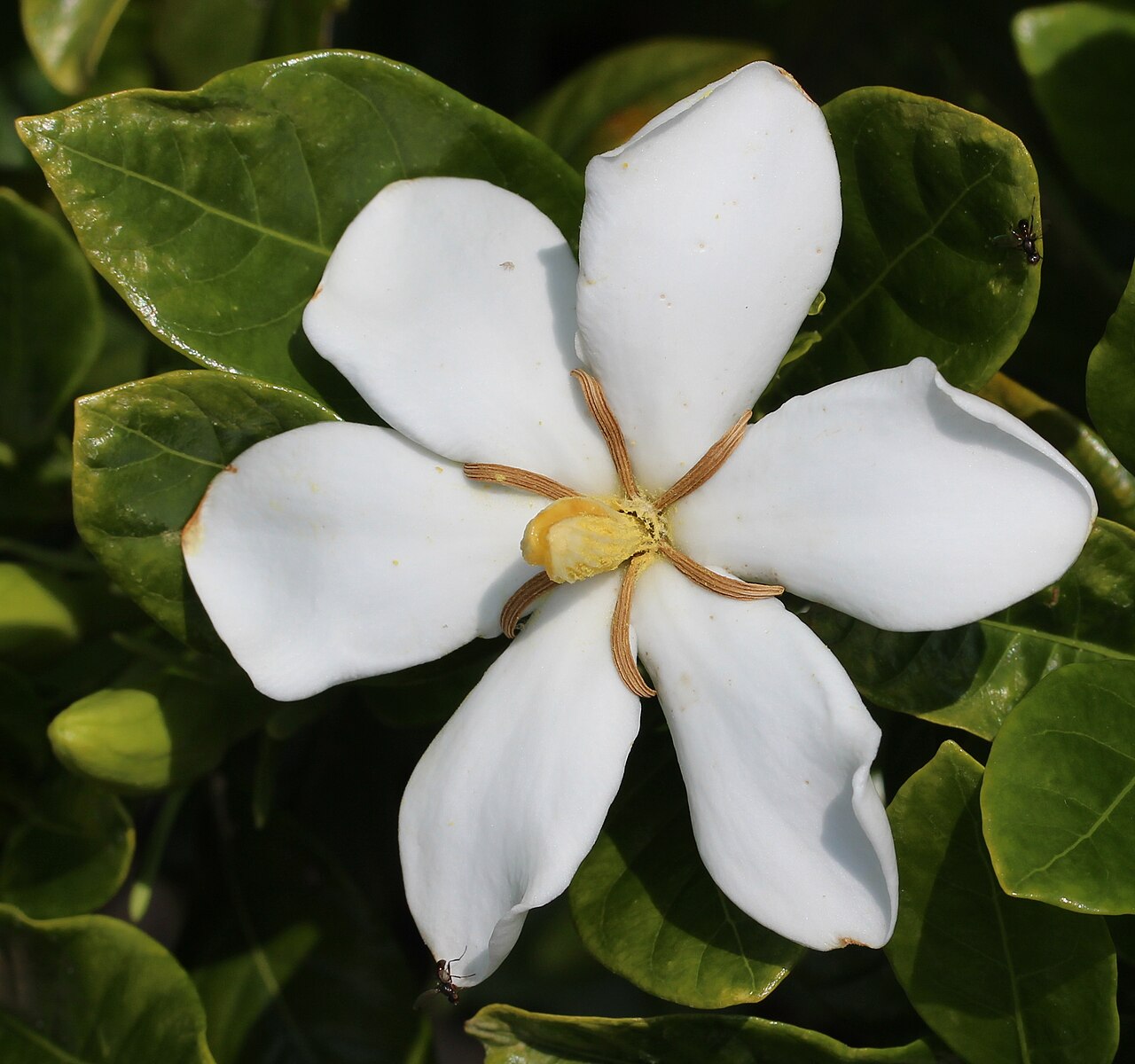 Cape jasmine with a white fragrant flower, bud, and glossy dark green leaves.
