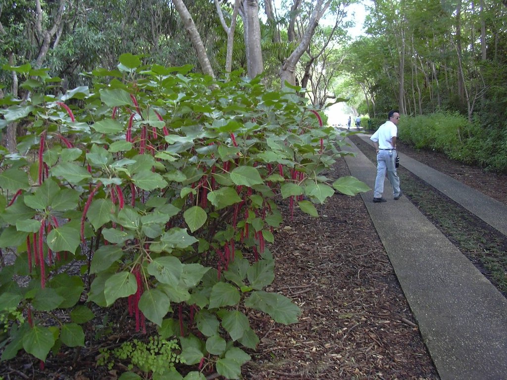 Acalypha hispida shrub with broad green leaves and many hanging red flower tassels.