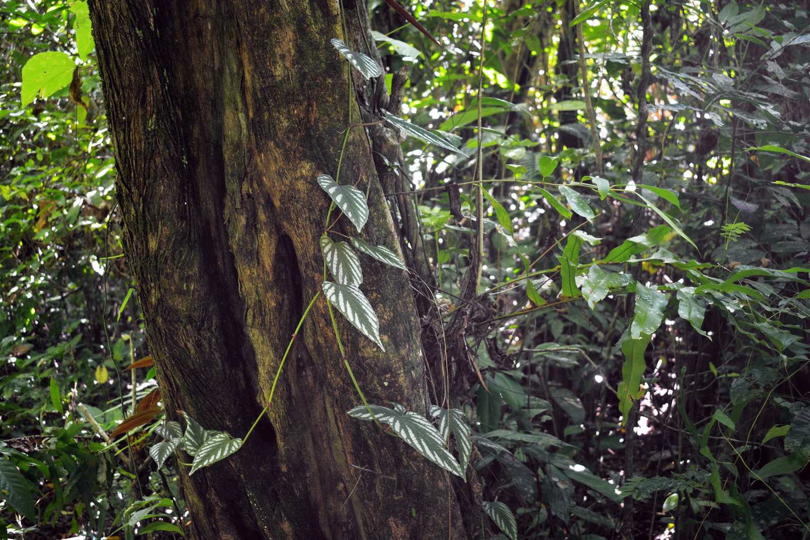 Cissus discolor, the Climbing Begonia, in Ujung Kulon National Park.