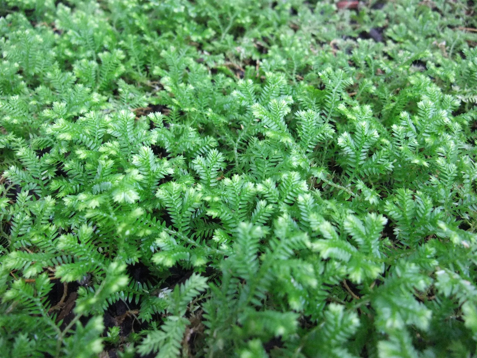 Club Moss, Selaginella kraussiana.
