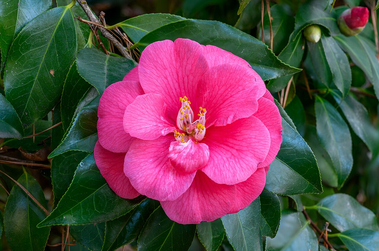 Common camellia branch with glossy leaves and a pink layered flower.