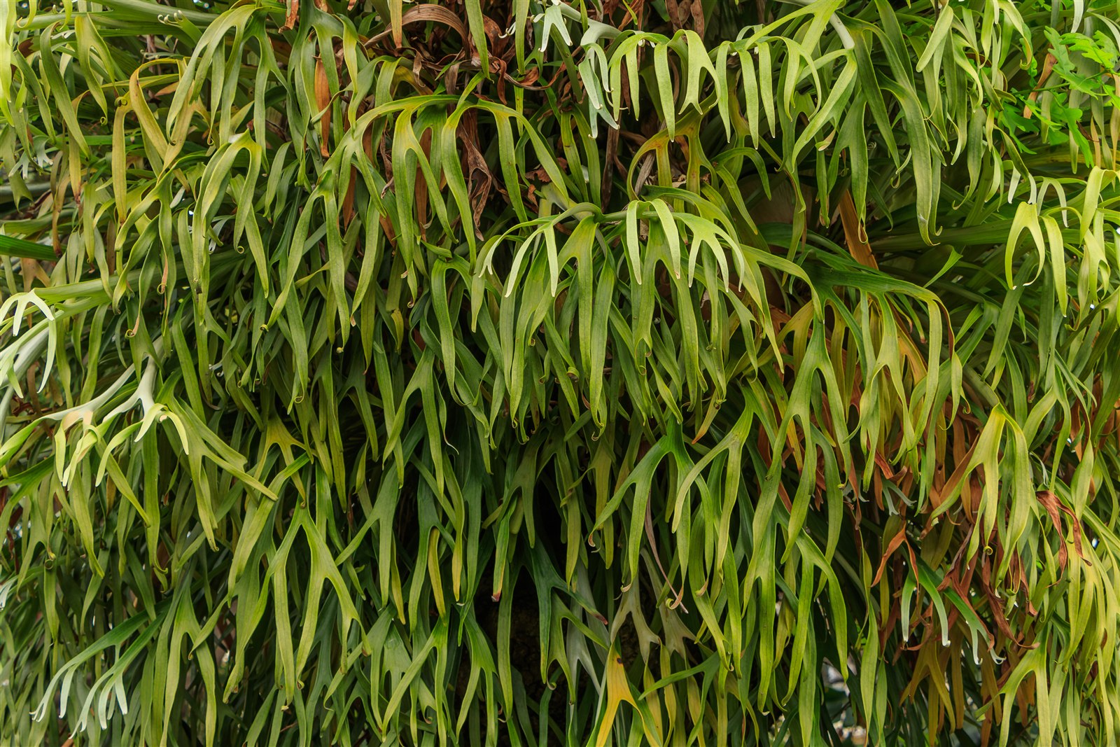 Common staghorn fern, Platycerium bifurcatum, with branching fertile fronds.