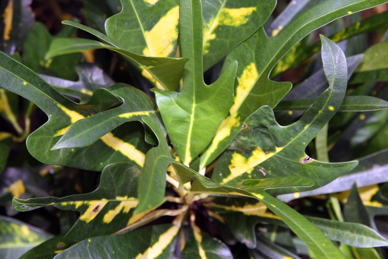 Garden croton, Codiaeum variegatum, with broad leaves patterned in green, yellow, orange and red.
