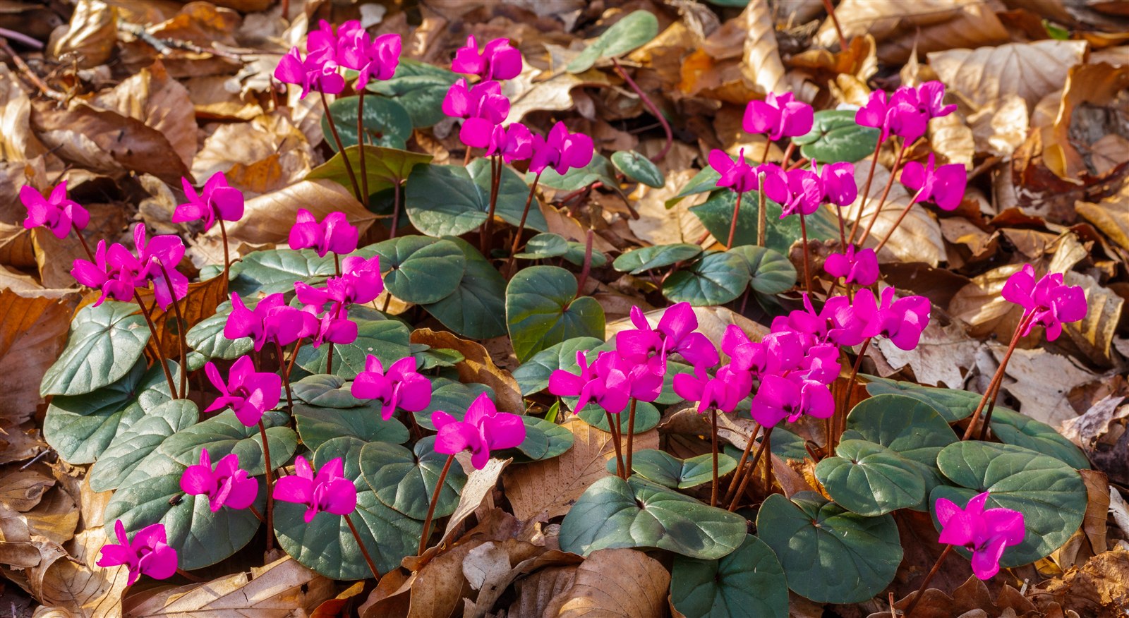 Representative Cyclamen coum with pink flowers and rounded patterned leaves.