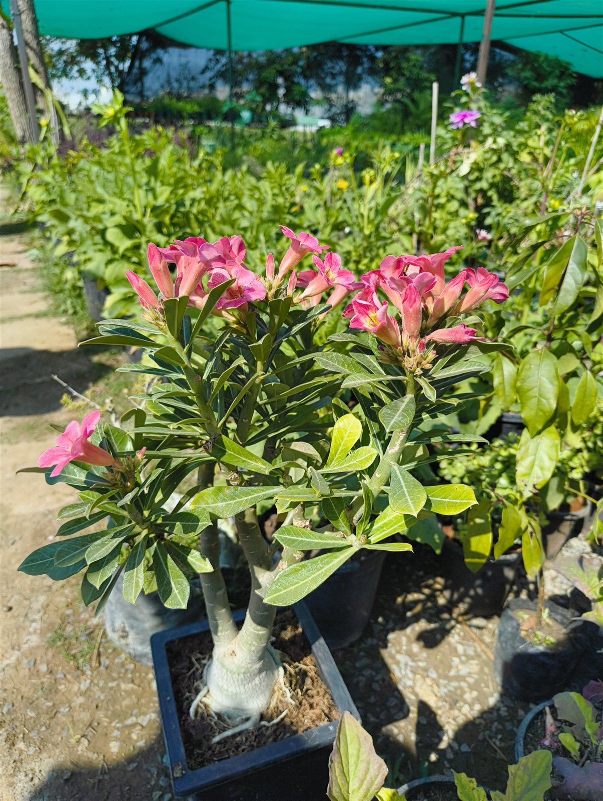 Desert Rose, Adenium obesum.