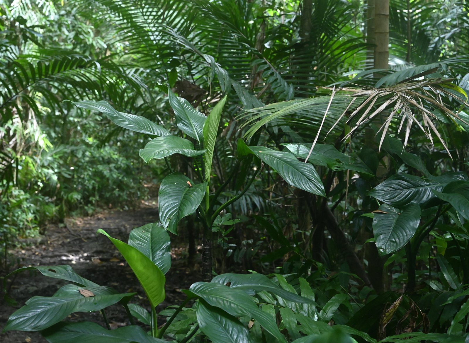 Dieffenbachia seguine with large green leaves marked by pale variegation.