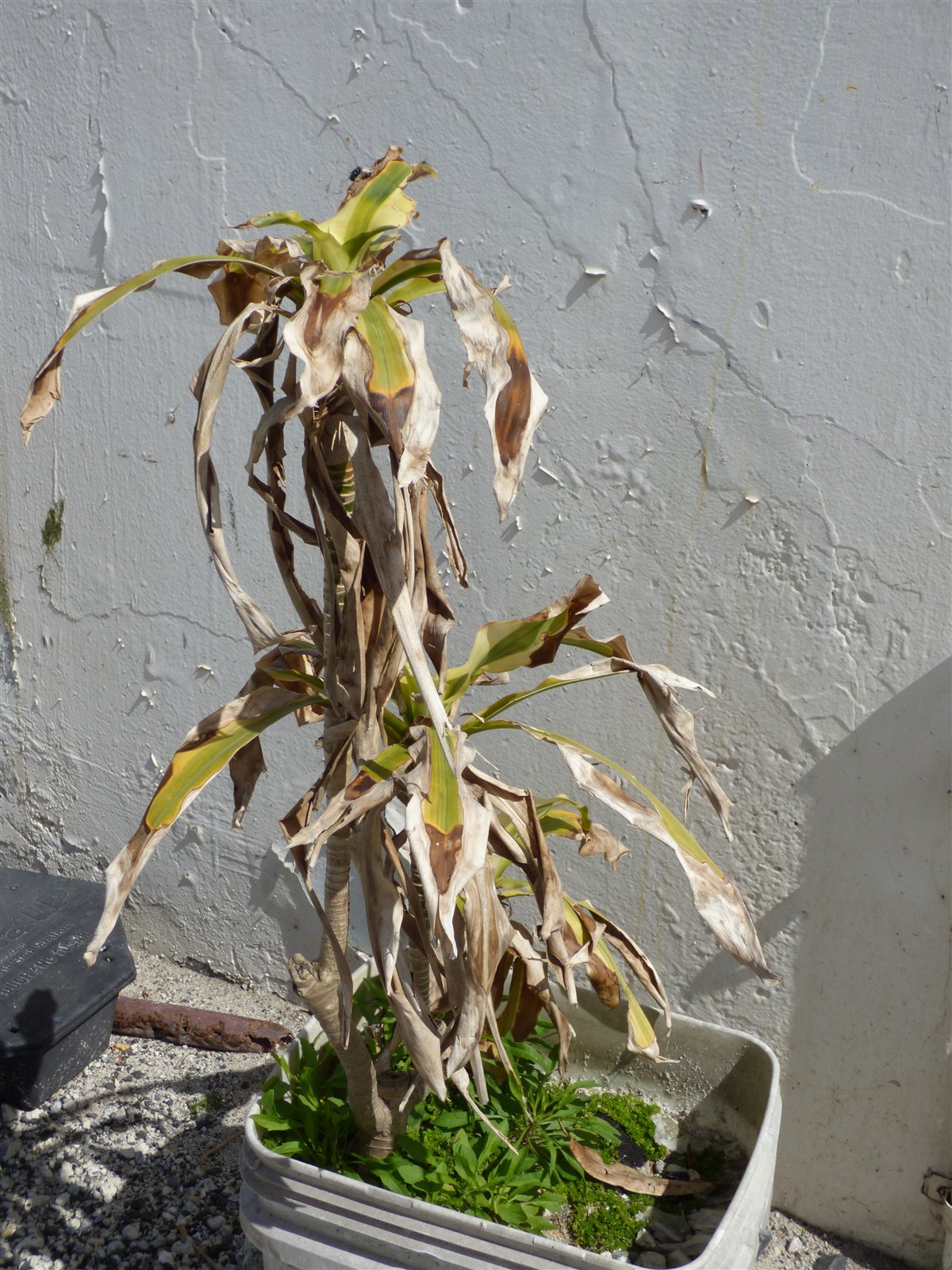 Dracaena fragrans in a pot, a representative Dracaena species.