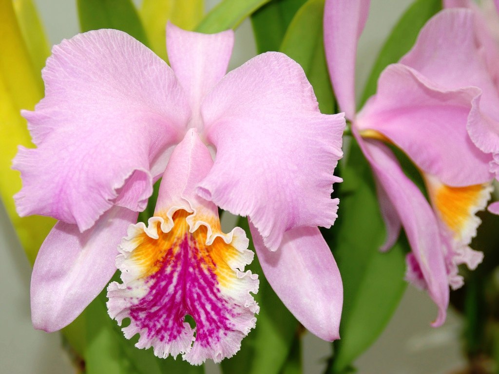 Pink Cattleya mossiae flowers with ruffled white, yellow, and magenta lips.