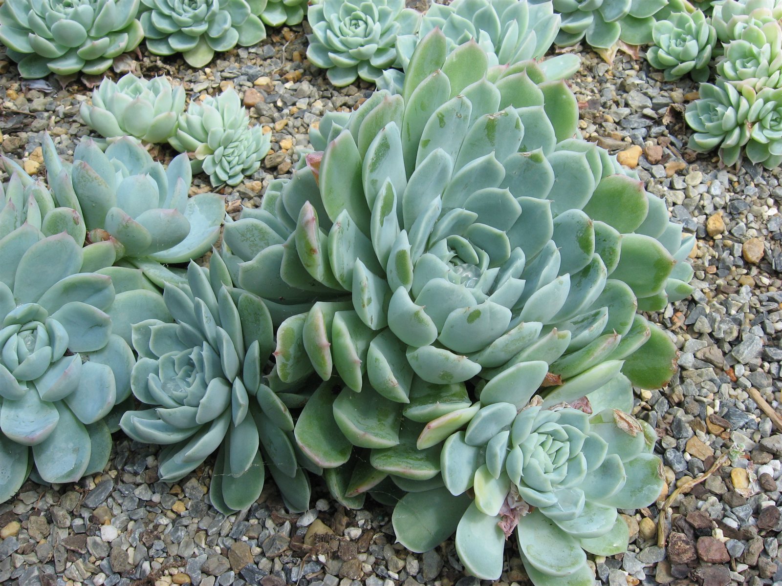 Echeveria elegans rosette succulent.