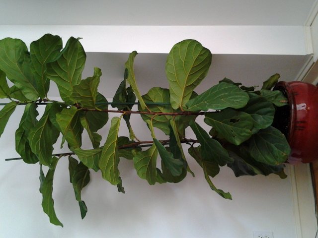 Fiddle-leaf fig, Ficus lyrata, with large violin-shaped green leaves.