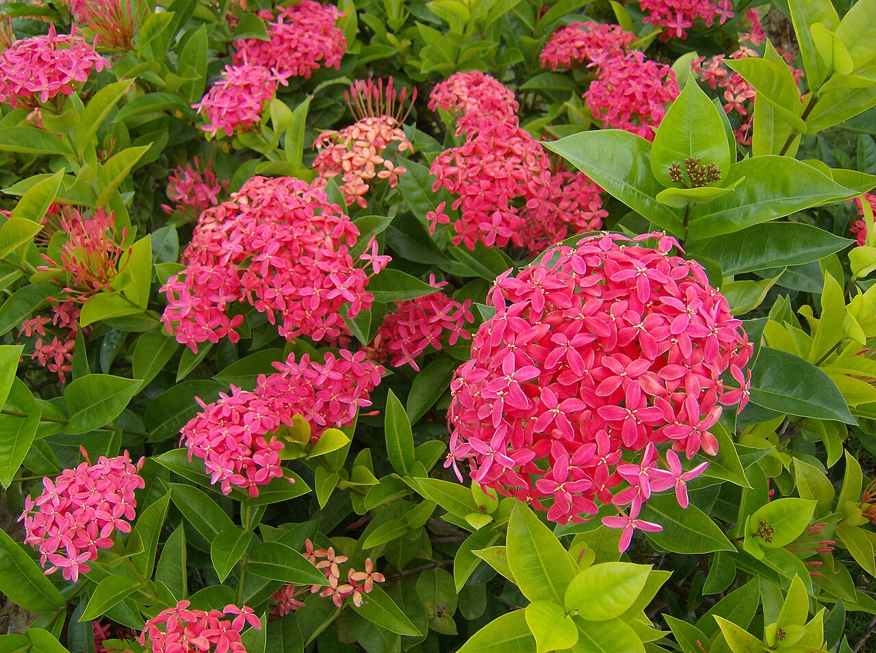 Flame of the woods with glossy leaves and dense clusters of red tubular flowers.