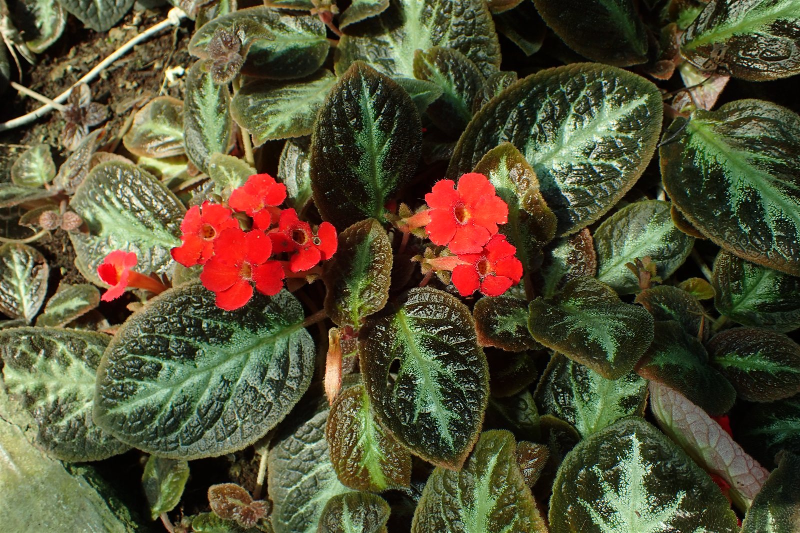 Episcia reptans 'Lady Lou', a Flame Violet cultivar with patterned foliage.