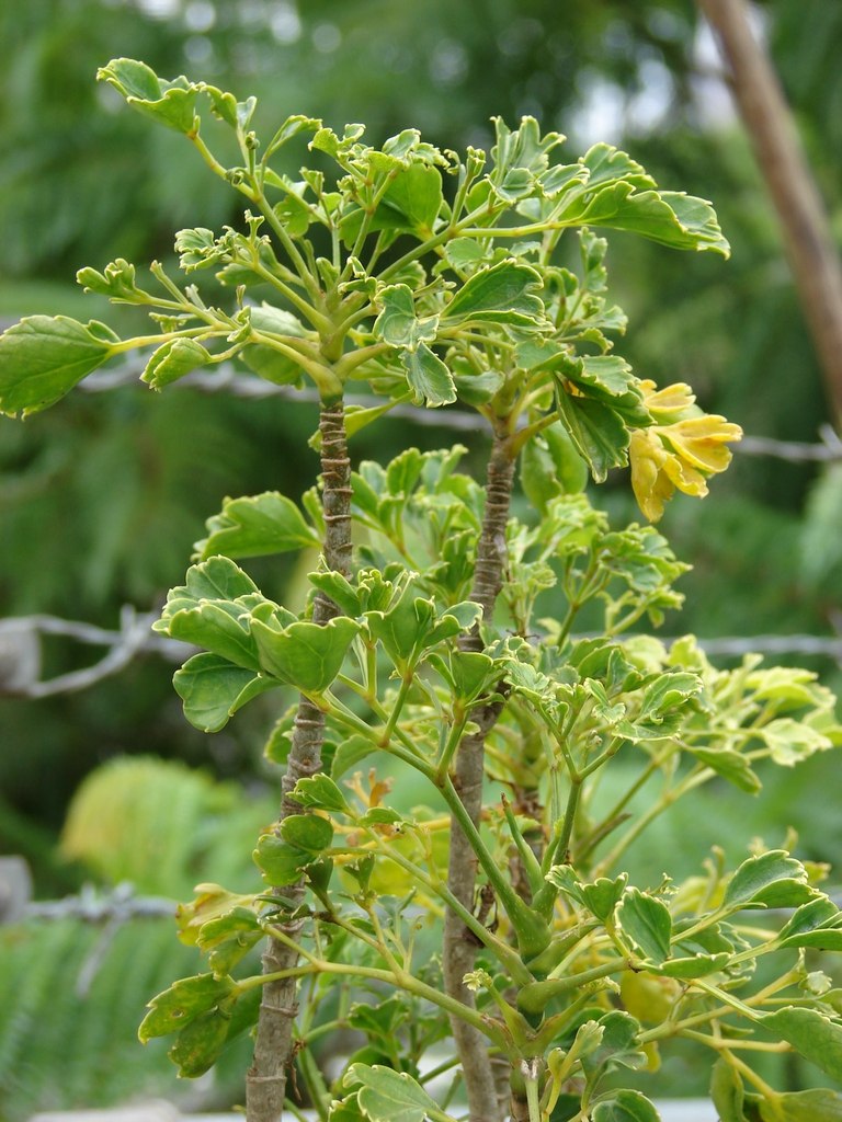 Polyscias guilfoylei stems with green and cream-edged compound leaves.