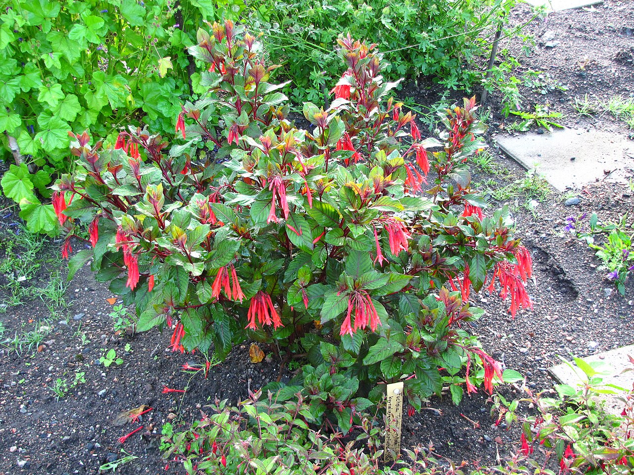 Honeysuckle fuchsia with clusters of long red tubular flowers and green leaves.