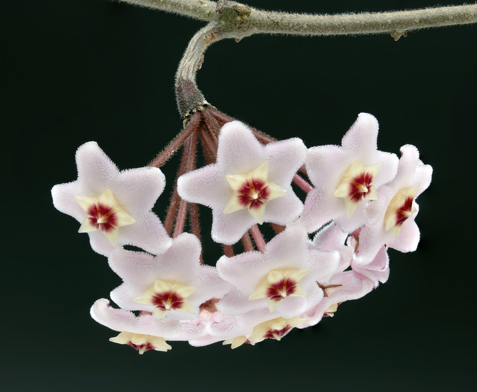 Hoya carnosa wax plant with thick leaves and a cluster of star-shaped flowers.
