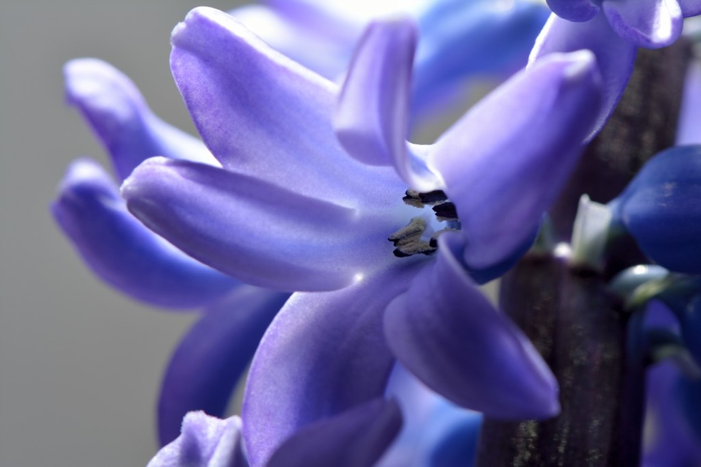 Close view of a blue-violet Hyacinthus orientalis flower.