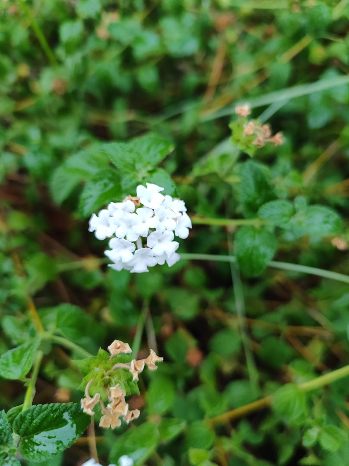 Hydrangea macrophylla plant with rounded flower clusters and broad green leaves.