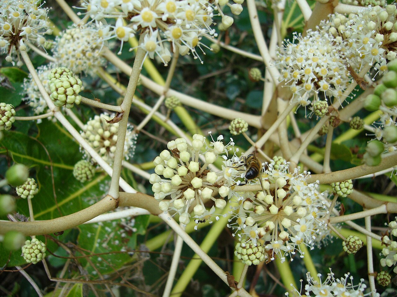 Japanese aralia with large glossy green palmately lobed leaves.