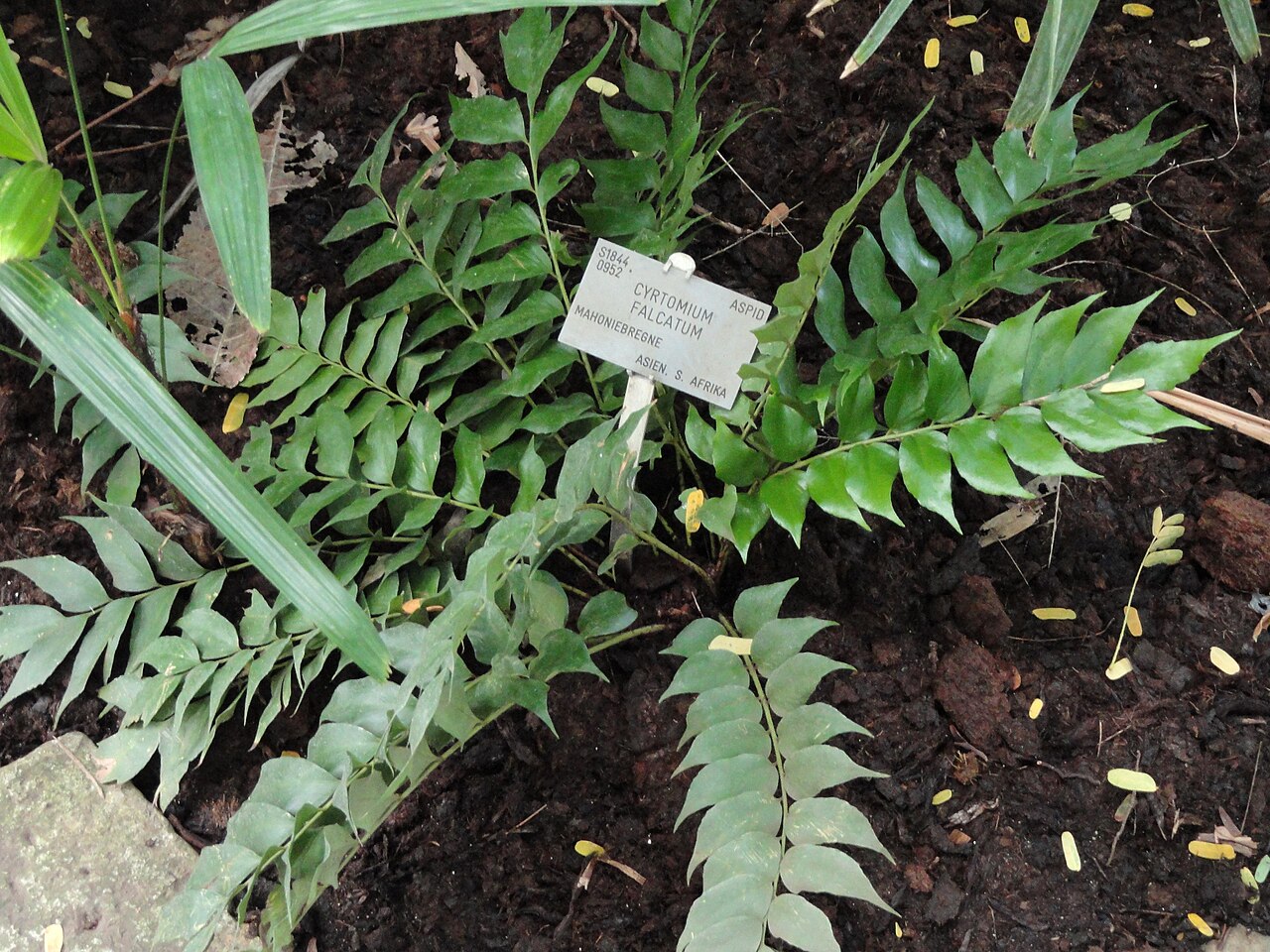 Japanese holly fern with arching fronds of glossy sickle-shaped green leaflets.