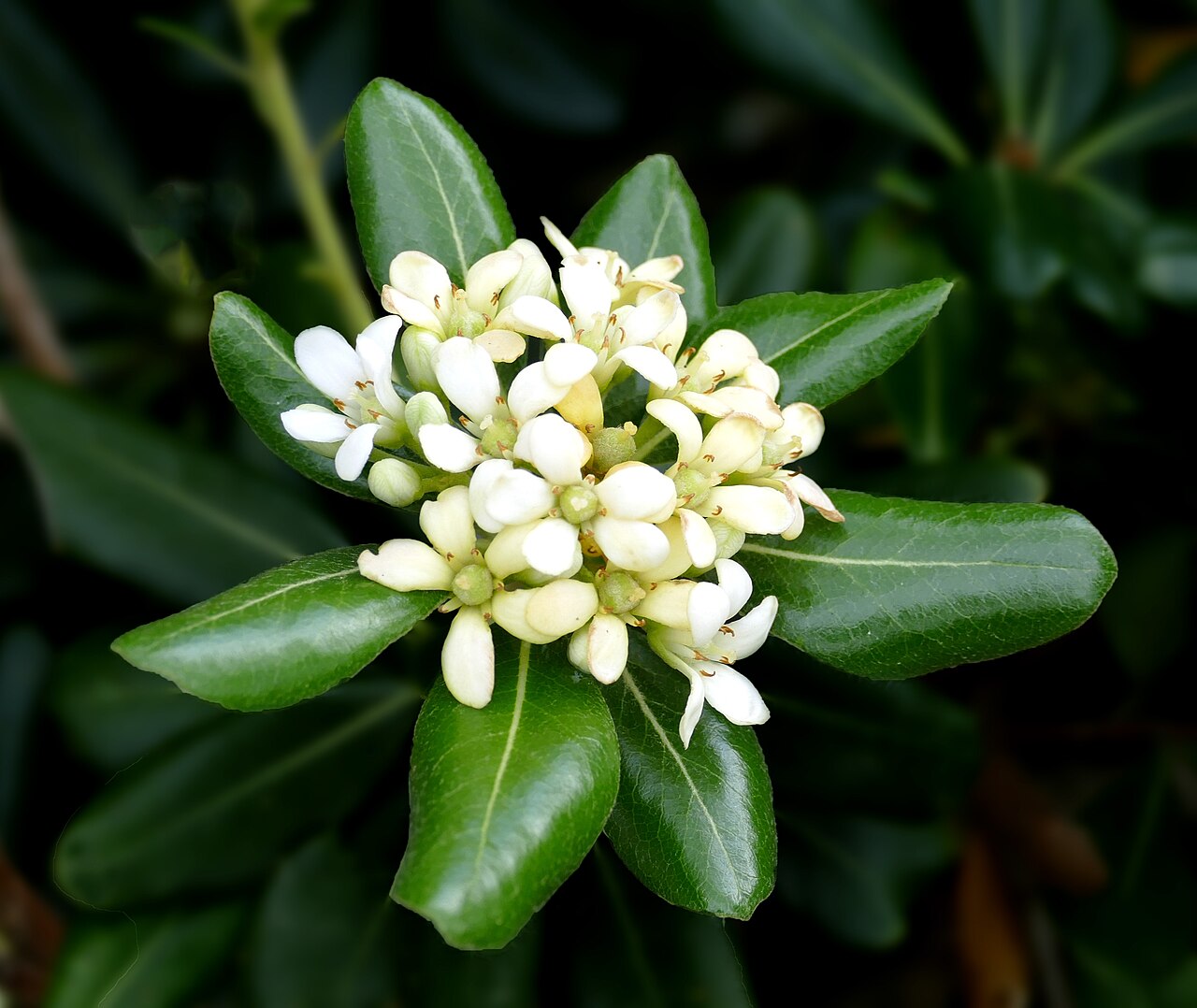 Japanese pittosporum with dense glossy leaves and clusters of small white flowers.