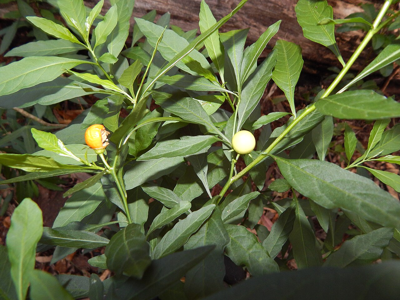 Jerusalem cherry branches with green leaves and round orange-red fruit.