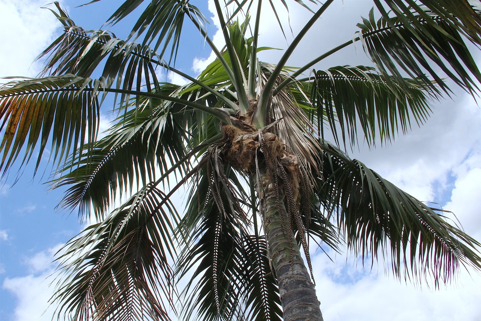 Howea forsteriana Kentia Palm fronds.
