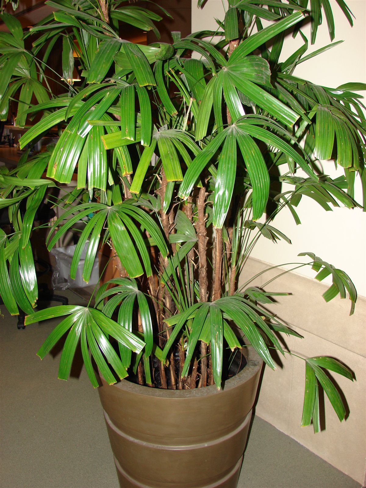 Lady Palm, Rhapis excelsa, growing in a pot.