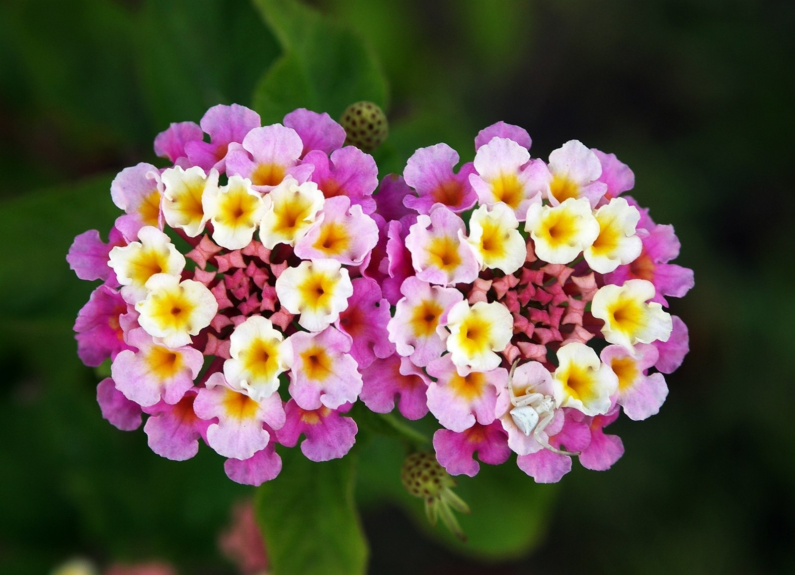 Lantana, Lantana camara, with small clustered orange and yellow flowers.