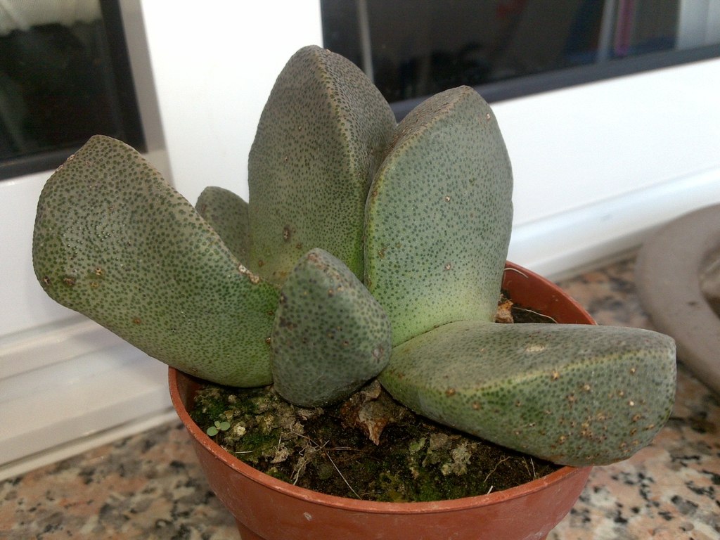 Pleiospilos bolusii in a pot with thick paired gray-green spotted leaves.