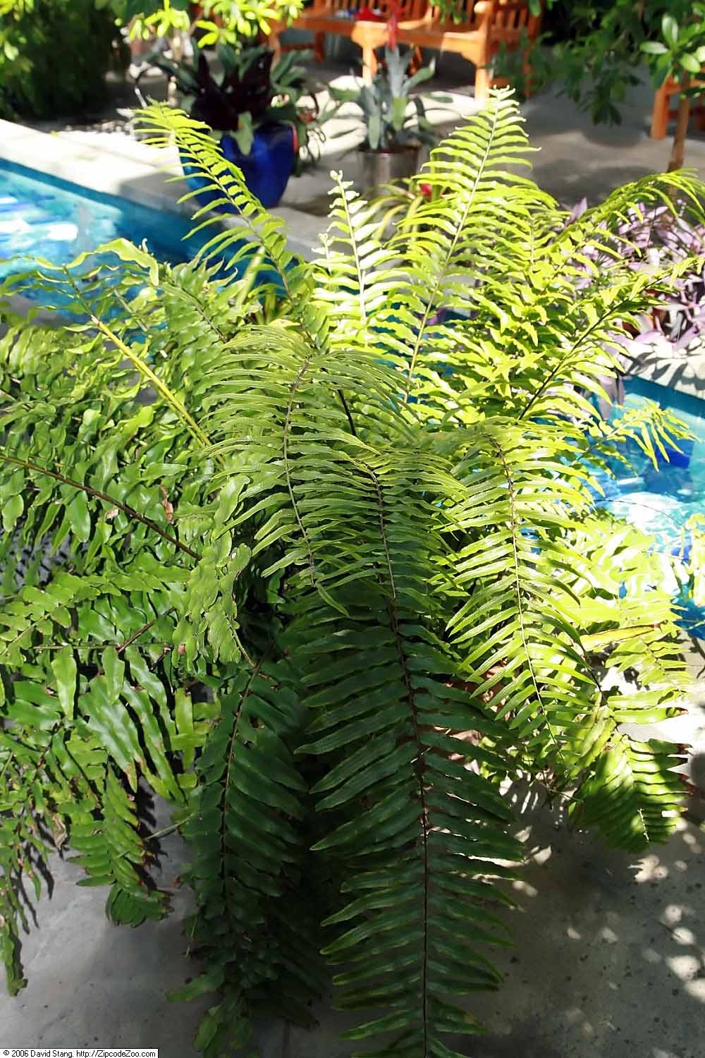 Macho Fern, Nephrolepis biserrata 'Macho', at the United States Botanic Garden.