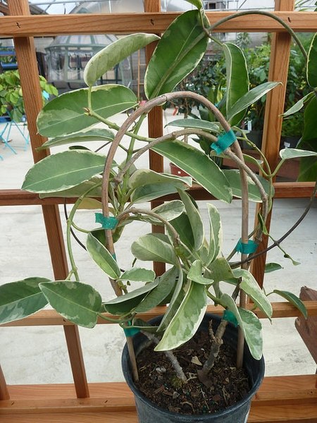 Stephanotis floribunda vine with glossy variegated leaves trained around a support.