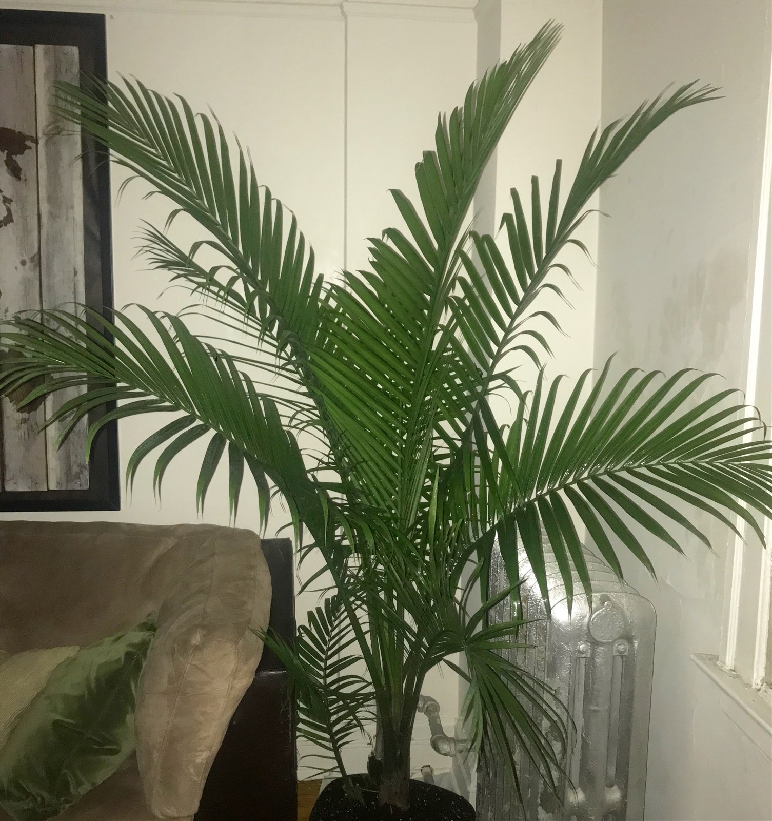 Majesty palm, Ravenea rivularis, growing as a houseplant.
