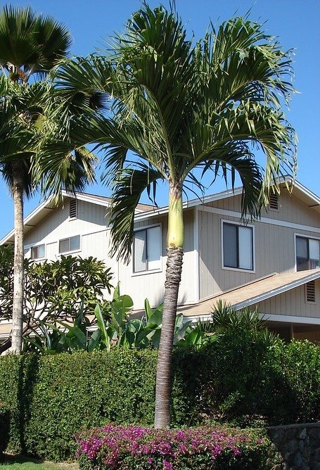 A solitary Adonidia merrillii palm with a slender trunk and arching pinnate leaves.