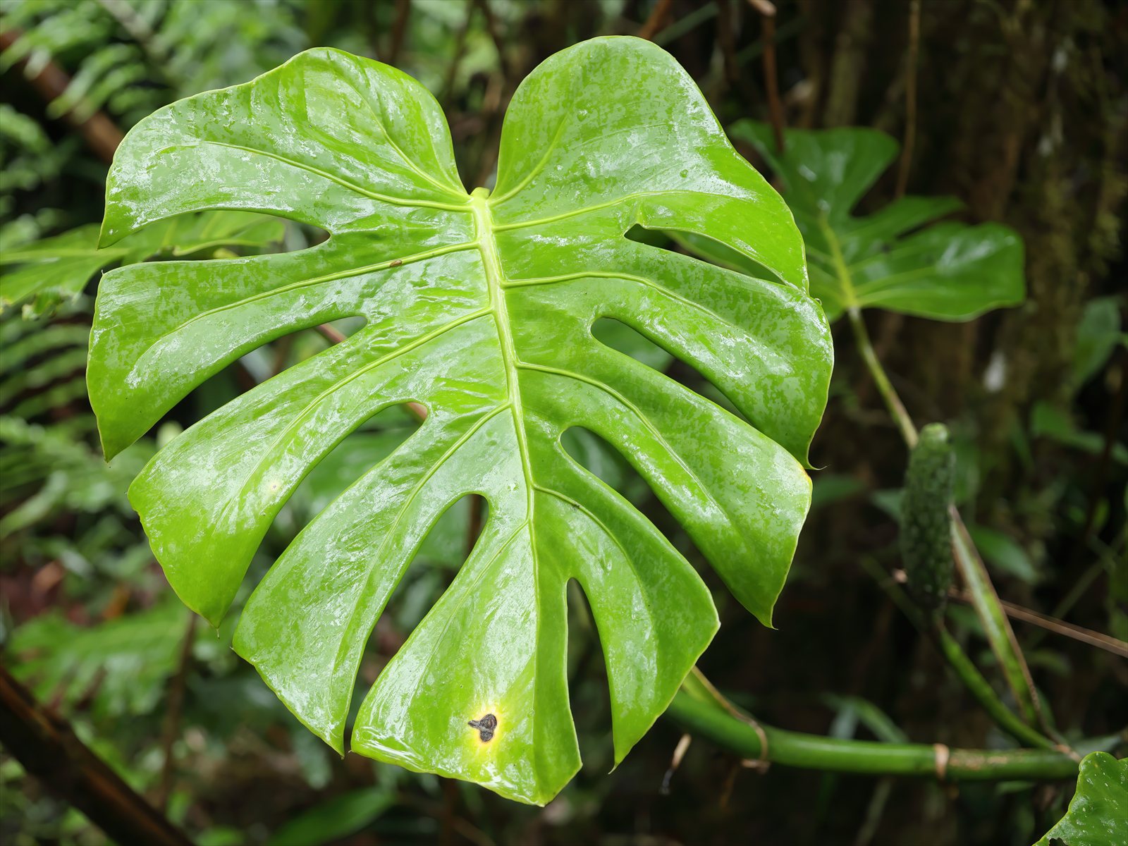Monstera deliciosa with large glossy green leaves divided by deep splits and holes.
