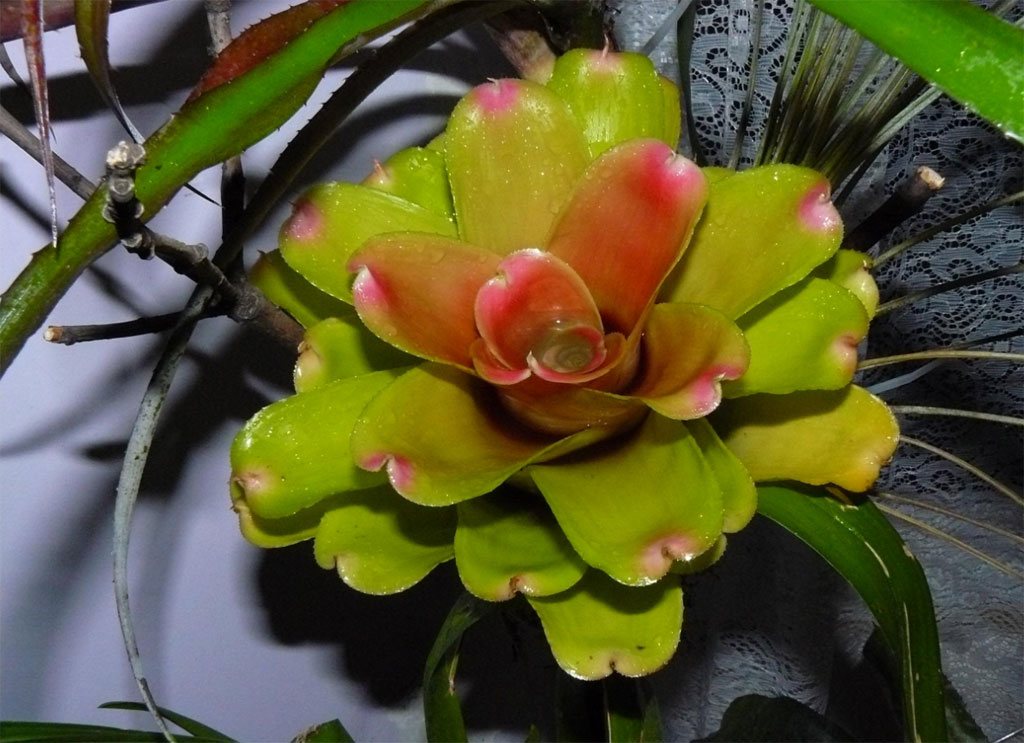Representative Neoregelia Bromeliad specimen with rosette foliage.