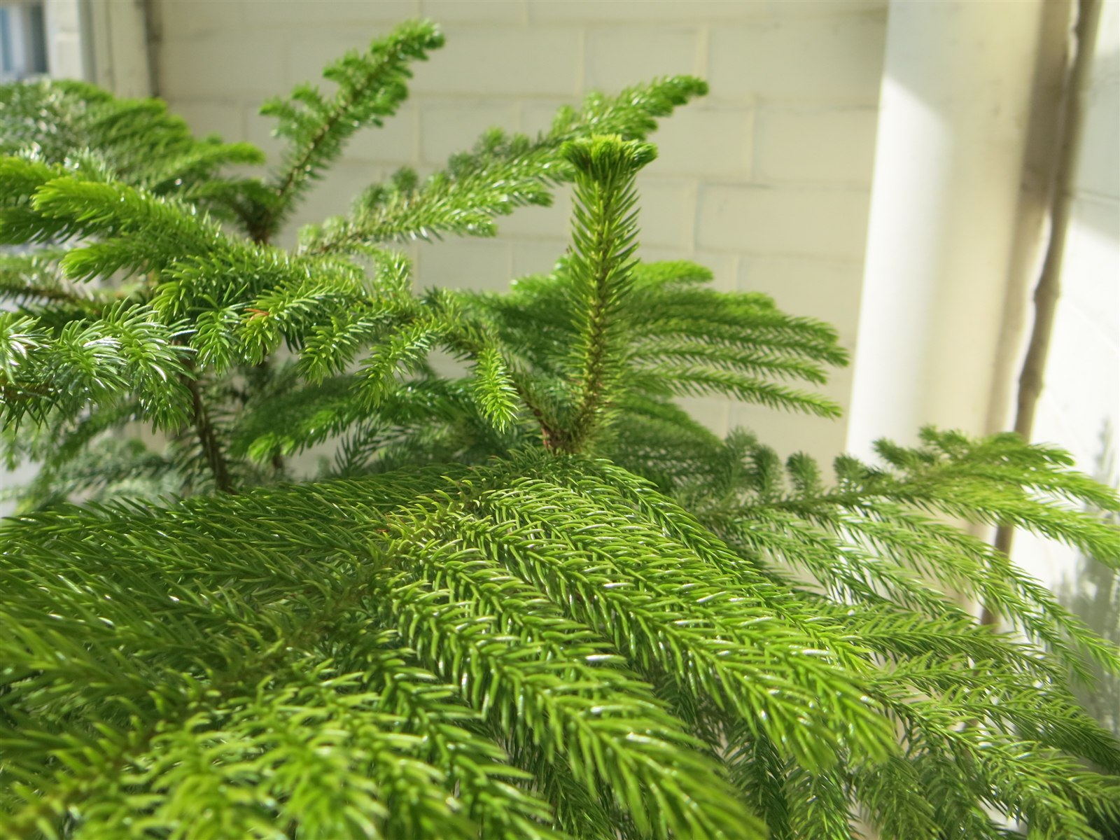 Norfolk Island pine, Araucaria heterophylla, growing in a pot.