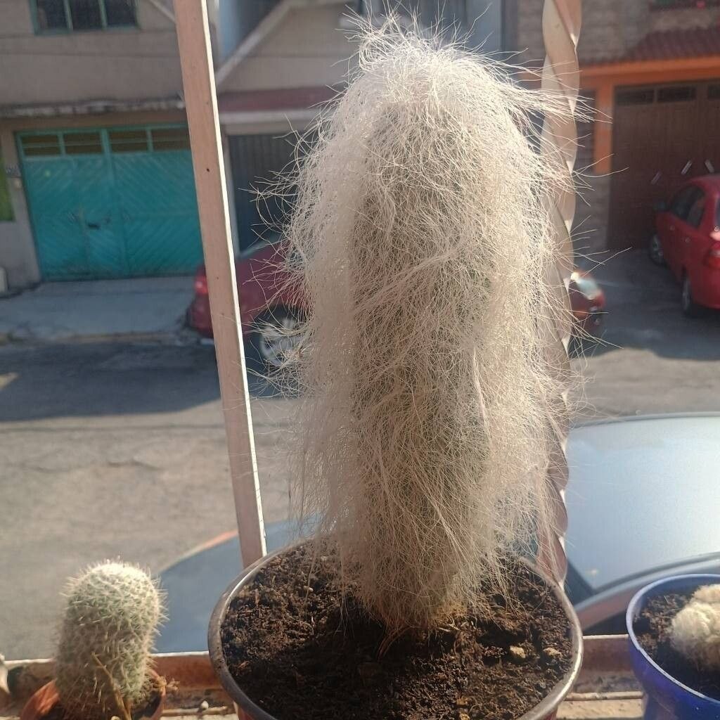 A potted Cephalocereus senilis column covered in long white hair-like spines.