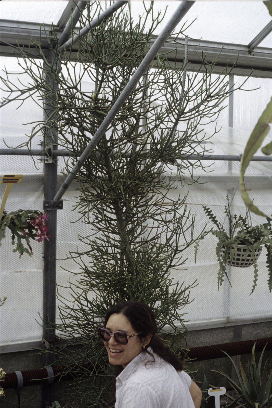 Pencil Cactus, Euphorbia tirucalli, in a greenhouse.